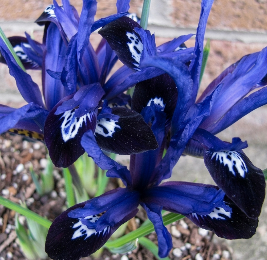 Iris reticulata 'Blue Note' 